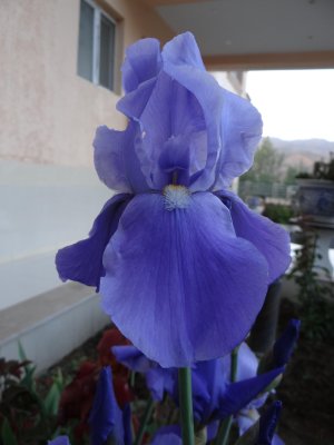 A breath of a familiar spring scene:  an iris