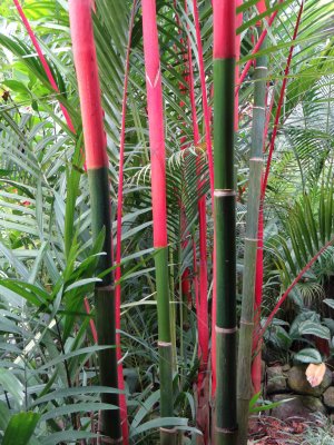 Red bamboo on Fiji