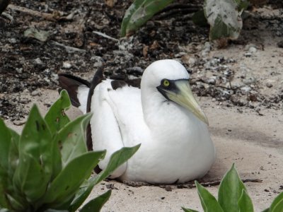 My enounter with a masked booby