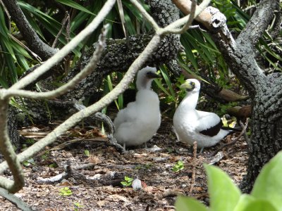 Mother and adolescent masked booby
