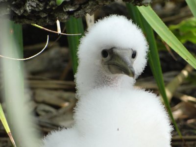 Fluffy masked booby baby