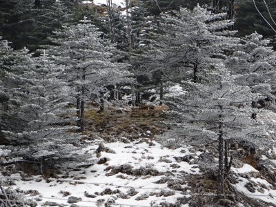 An ice storm frosted these trees; we narrowly missed being blocked by a snowstorm.