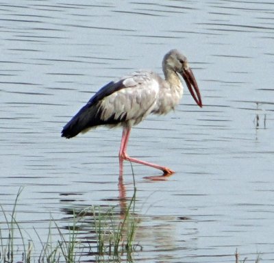 Kaziranga National Park: stork