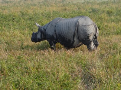 One horn rhinocerus