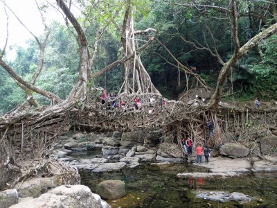 Bridge made of tree roots