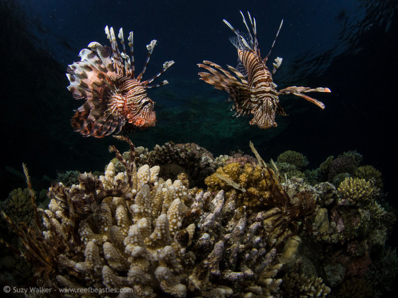 Lionfish