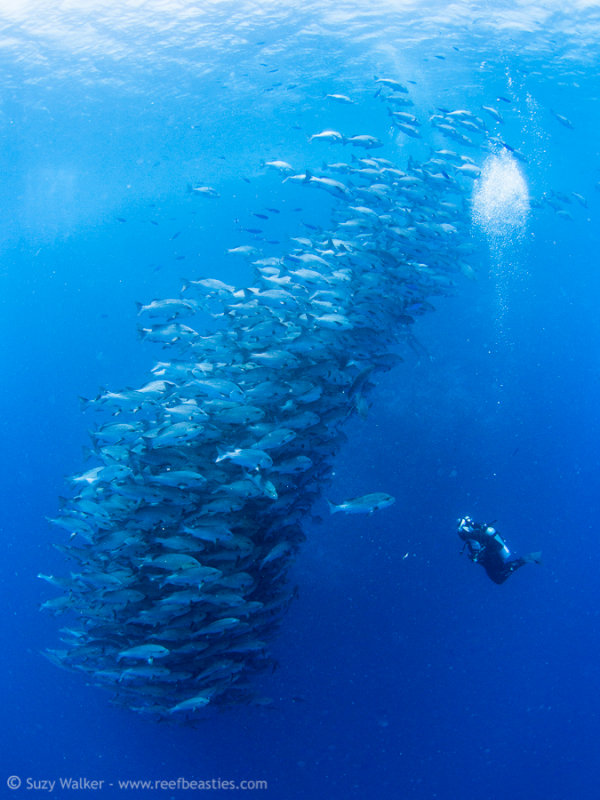 fishnado