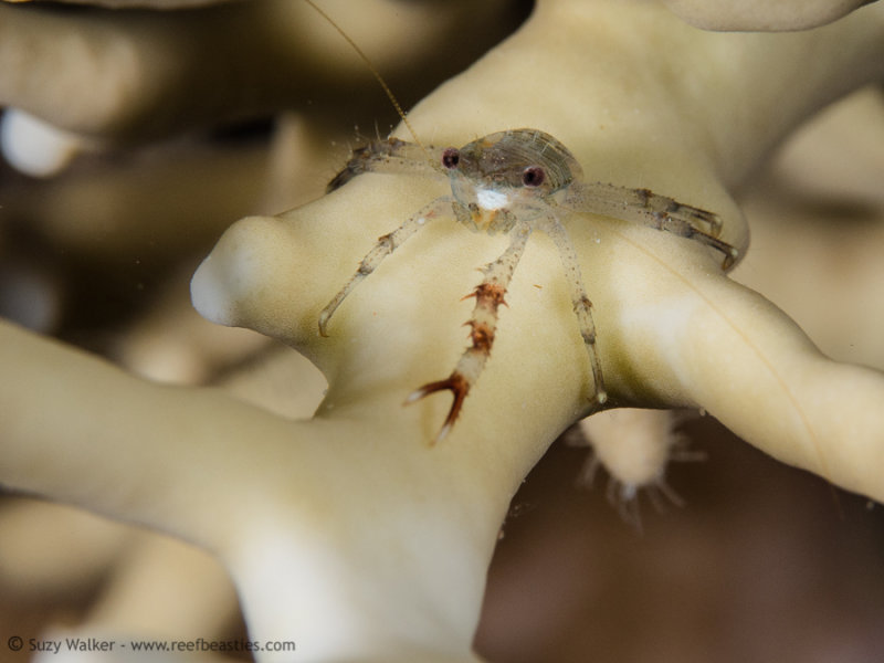 Tiny squad lobster