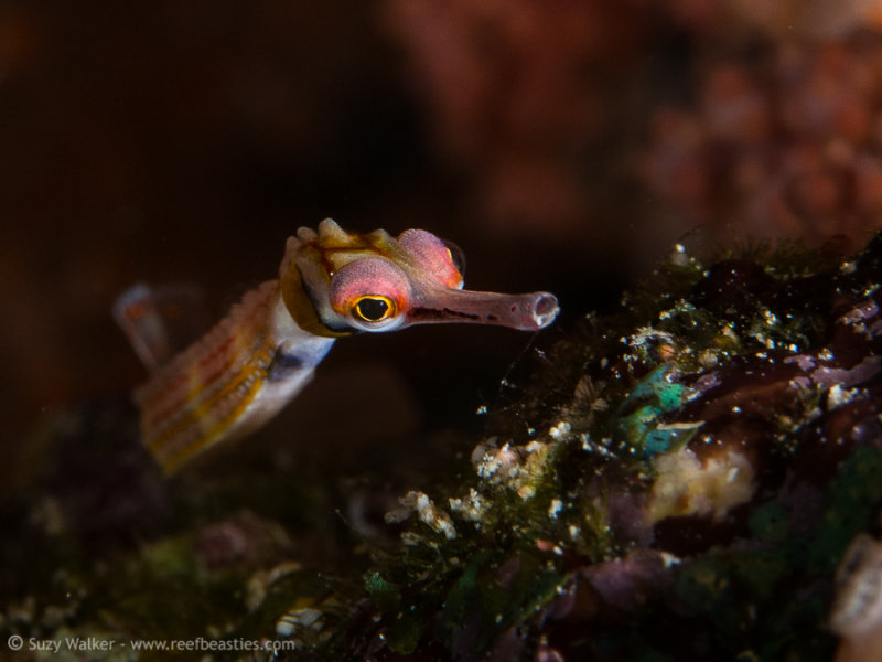 Pipe fish