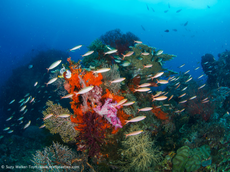 Schooling fish - Daram