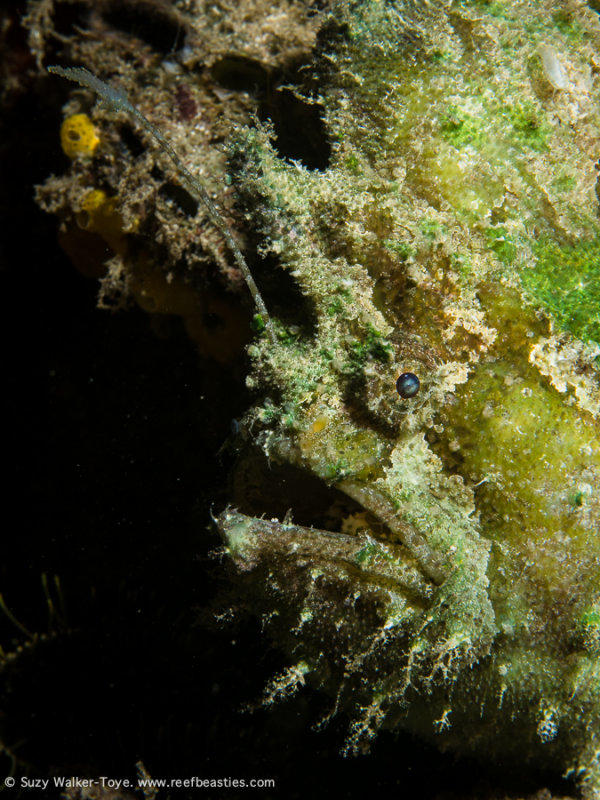 Frogfish - Aljui Bay
