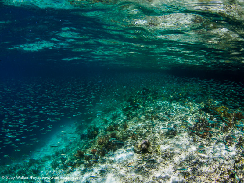 Mangrove fish swarm