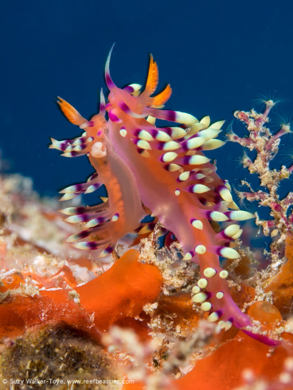 Mating Nudis - Arborek Jetty (EM1)