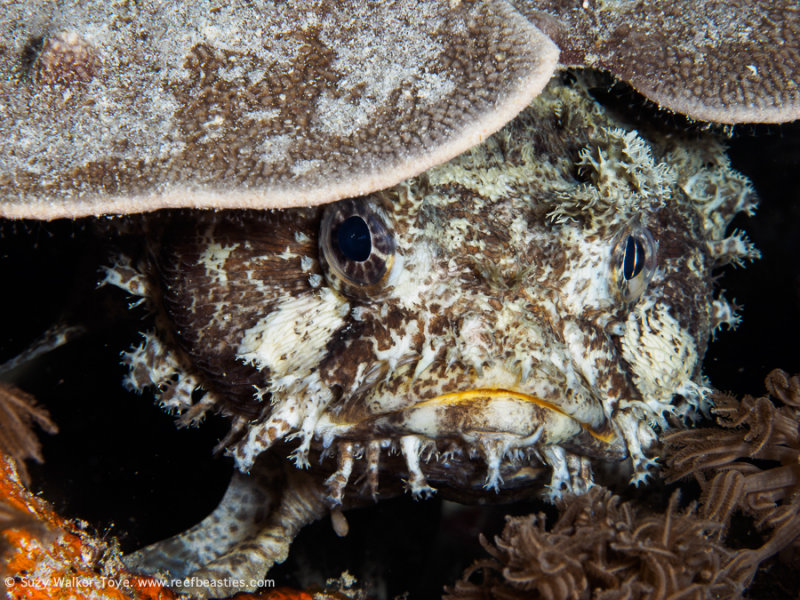 Toadfish - Arborek Jetty (EM1)