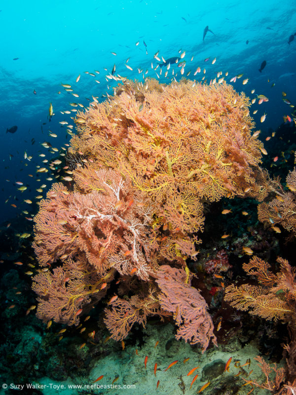 Reef scene - Dampier Strait (EM1)