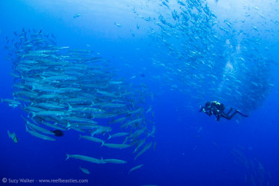 What do we photo? Snappers or Barracuda??