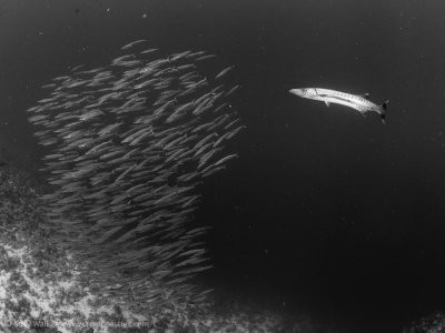 Barracuda being chased