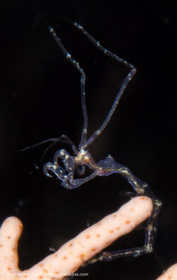 100% crop skeleton shrimp - Misool