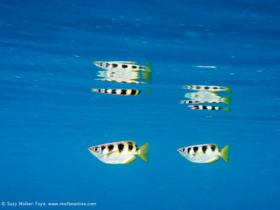 Archerfish outside the mangroves