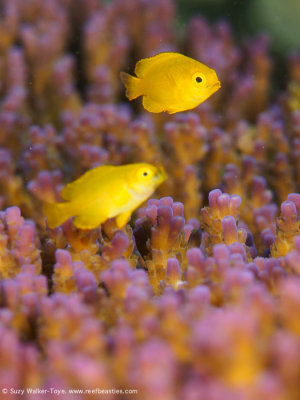 Yellow fish - Aljui Bay