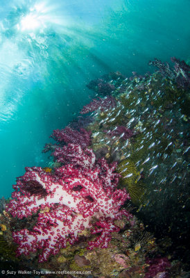 Reef scene - Aljui Bay