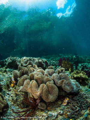 Reef scene 2 - Aljui Bay