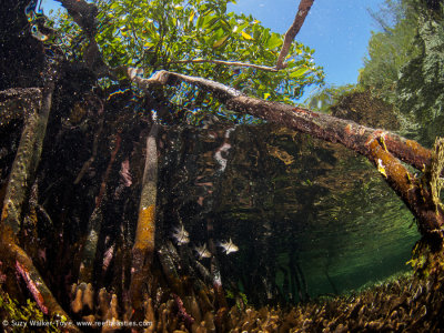 Mangrove roots 2