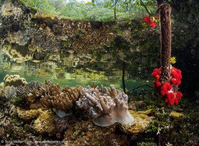 Mangrove softcoral reflections
