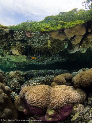 Mangrove reflected corals