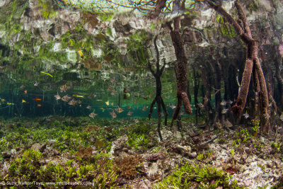Mangrove fishlife