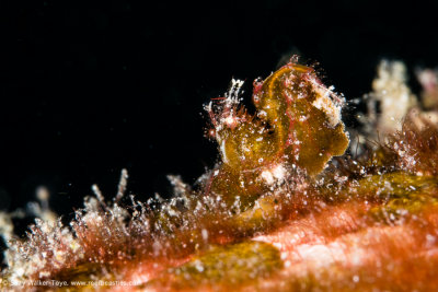 Hairy shrimp - Arborek Jetty