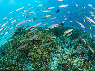 schooling fish - Dampier Strait