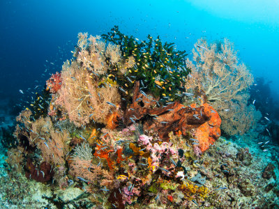 Reef scene - Dampier Strait (EM1)