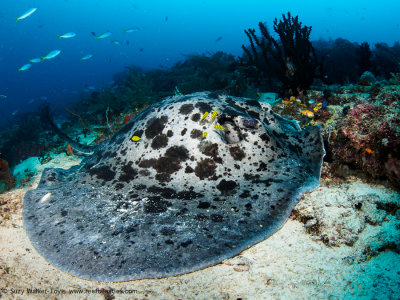 Marble ray - Dampier Strait (EM1)