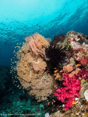 Reef scene - Dampier Strait (EM1)