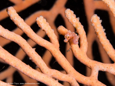 Denise Pygmy seahorse - Dampier Strait (EM1)