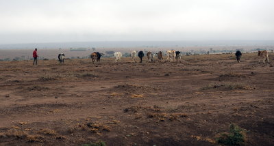A Maasai with his cattle in the dry plains of Masailand in Kenya's Narok County.