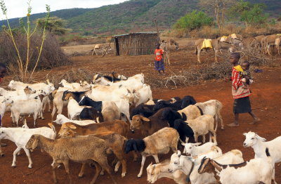 A Maasai boy with his cattle. 