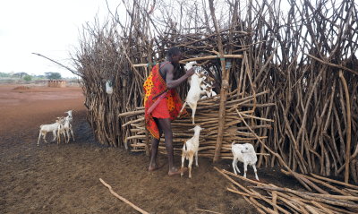 A Maasai with his cattle. 