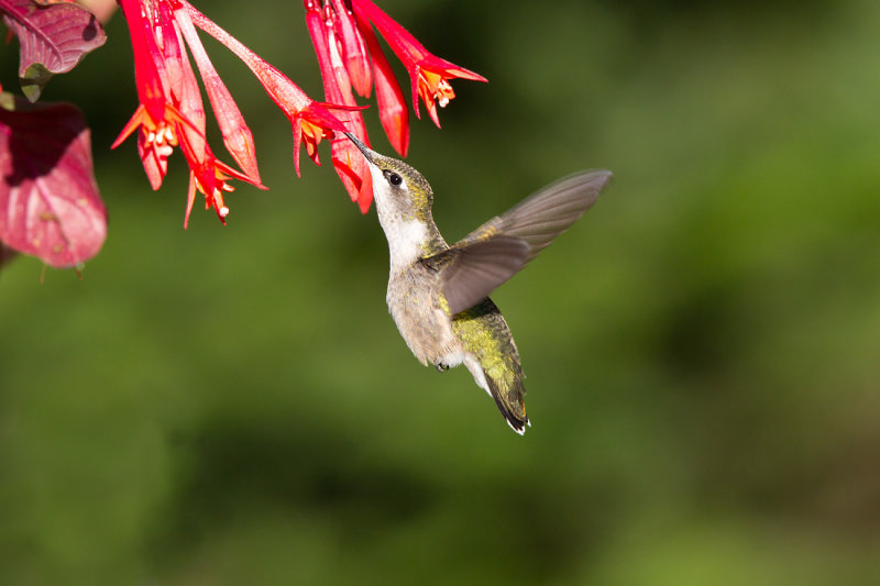 Colibri  gorge rubis --- _E5H5441 --- Ruby-throated Hummingbird