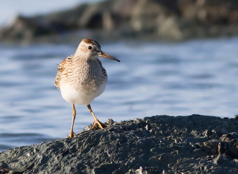 Bcasseau  poitrine cendre - 0V3A1012 - Pectoral Sandpiper