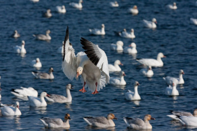 Oies blanches --- Snow Geese --- _MG_2687