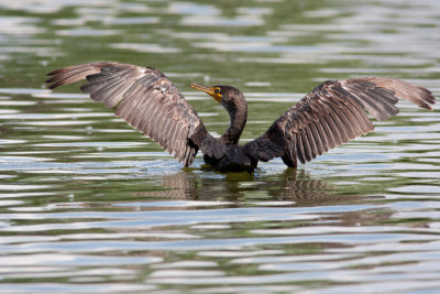 Cormoran  aigrettes --- Double-crested Cormorant --- _E0K5899