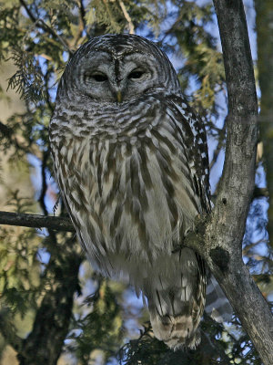 Chouette raye -- _IMG_1446 -- Barred Owl