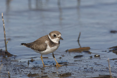 Pluvier semipalmé -- Semipalmated Plover