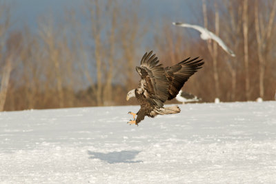 Pygargue  tte blanche --- _E5H8629 --- Bald Eagle