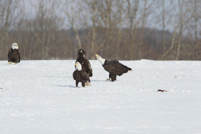 Pygargue  tte blanche --- _E5H4154 --- Bald Eagle