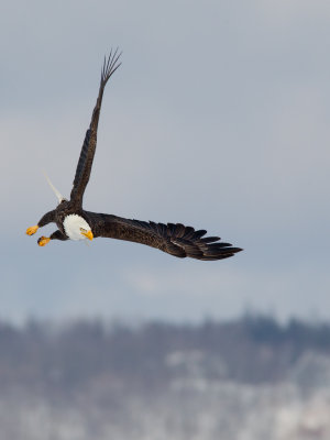 Pygargue  tte blanche -- _E5H4382 -- Bald Eagle