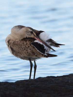 Barge hudsonienne, Hudsonian Godwit