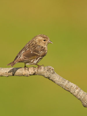 Tarin des pins - _E5H5942 - Pine Siskin